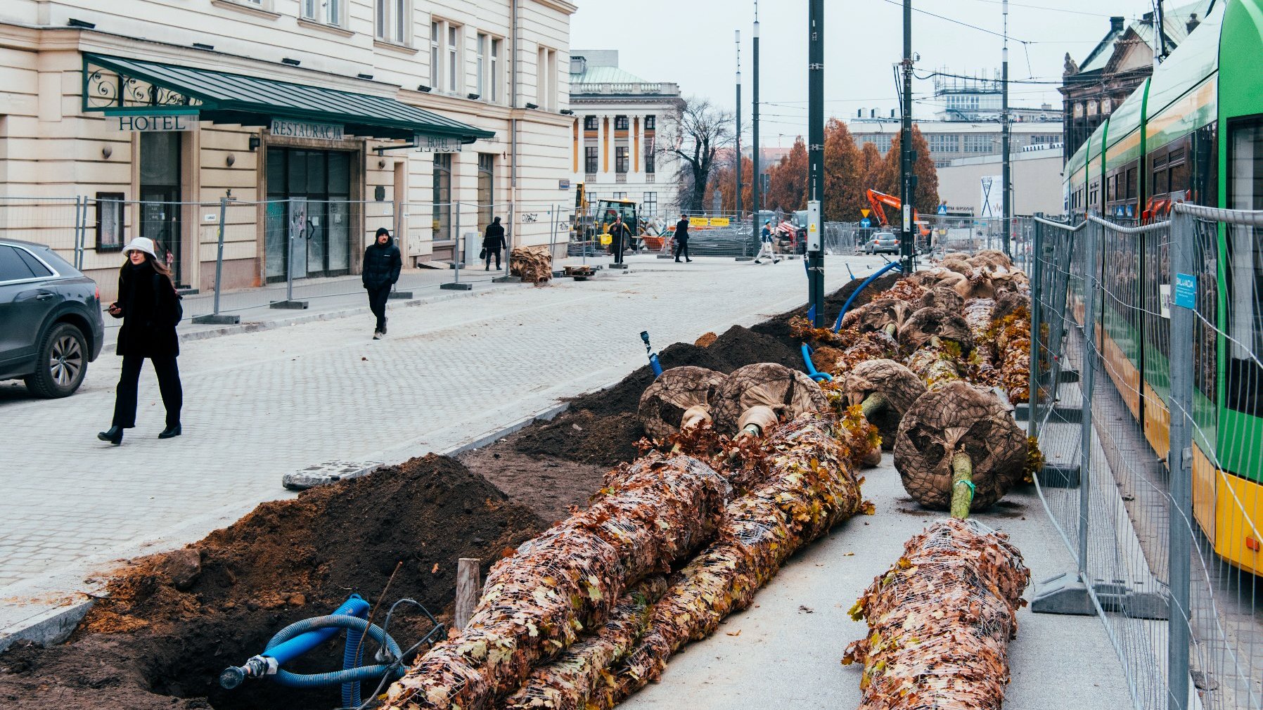 Galeria zdjęć z sadzenia drzew na Al. Marcinkowskiego