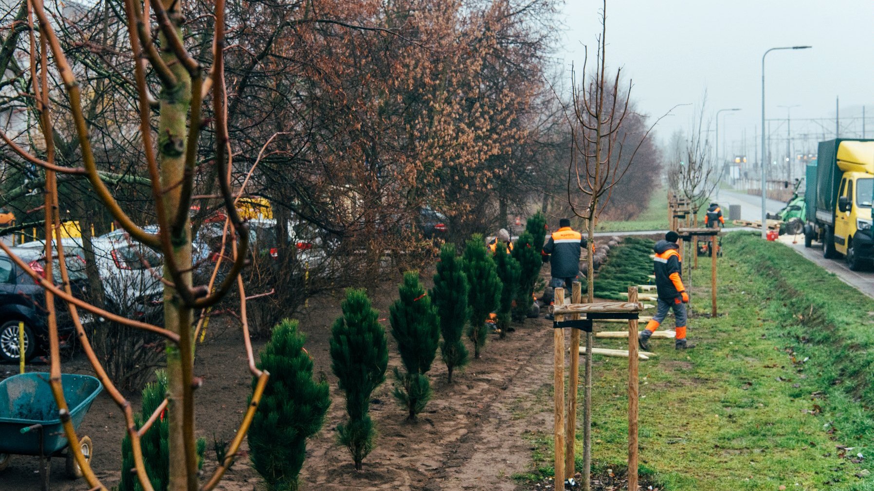 Galeria zdjęć przedstawia sadzenie drzew przy ulicy, na zdjęciach znajdują się sadzonki drzew ora pracownicy wykonujący nasadzenia