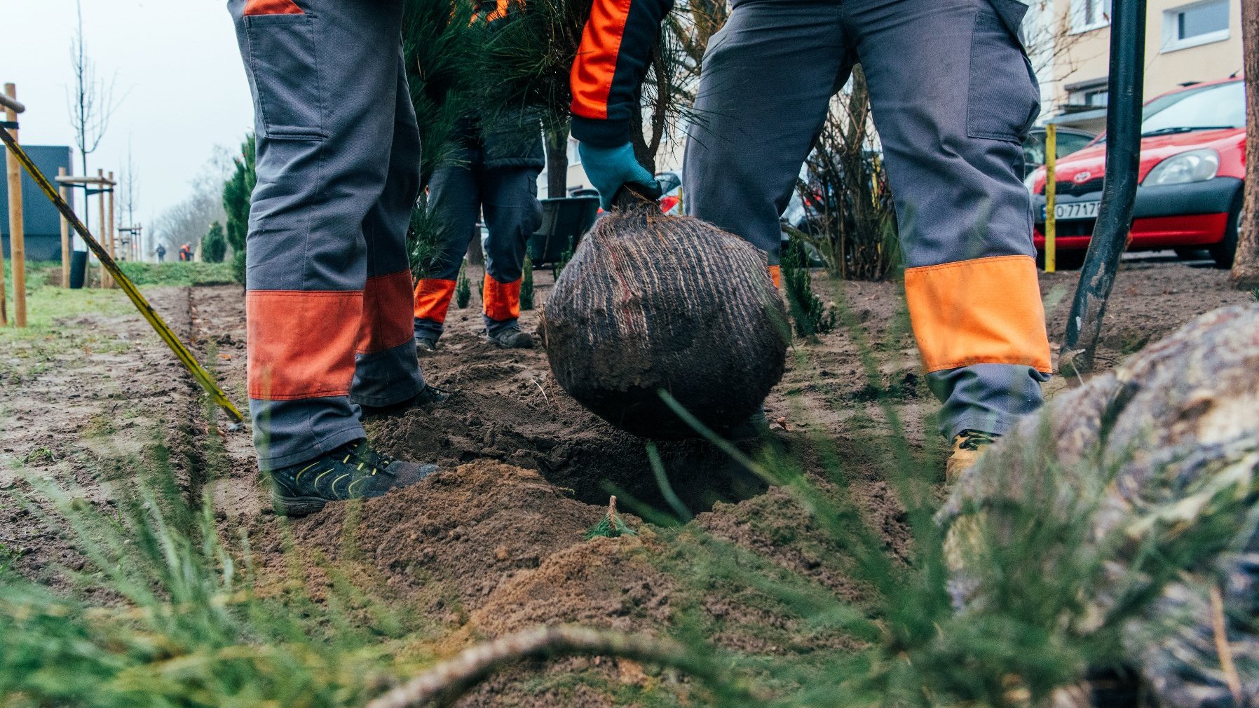 Galeria zdjęć przedstawia sadzenie drzew przy ulicy, na zdjęciach znajdują się sadzonki drzew ora pracownicy wykonujący nasadzenia