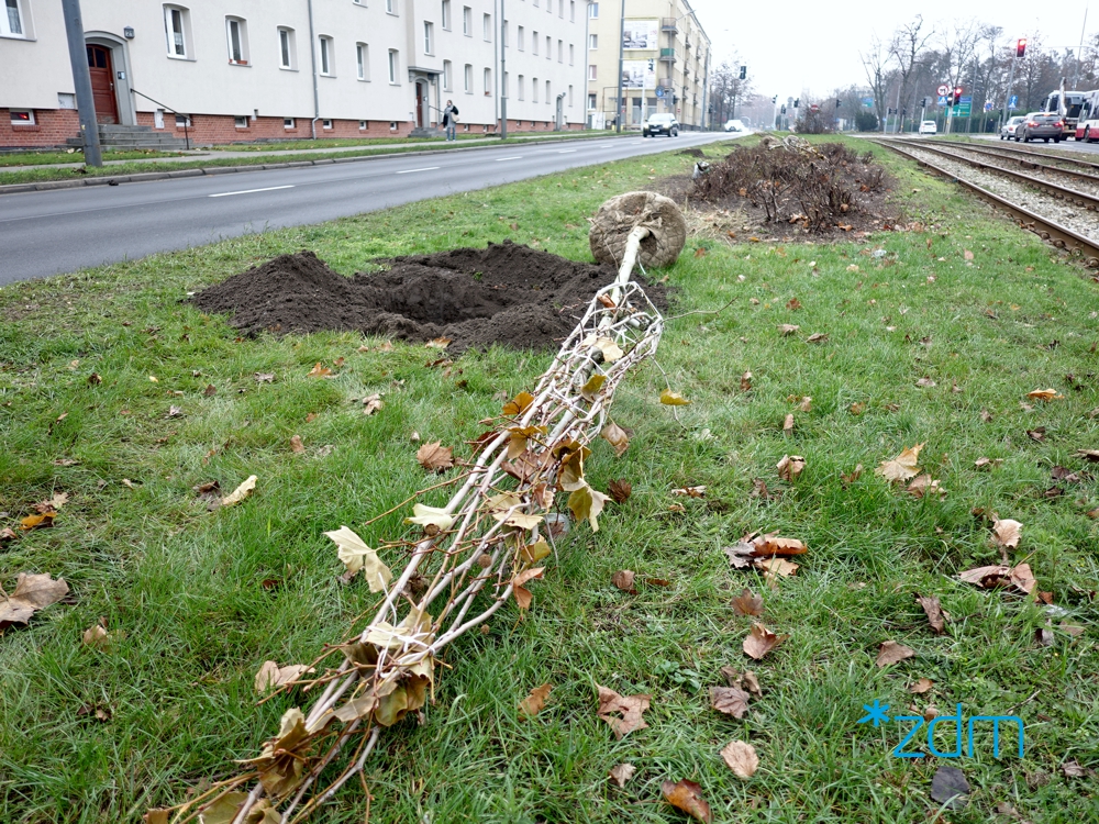 Drzewa przygotowane do zasadzenie przy ul. Przybyszewskiego - grafika rozmowy