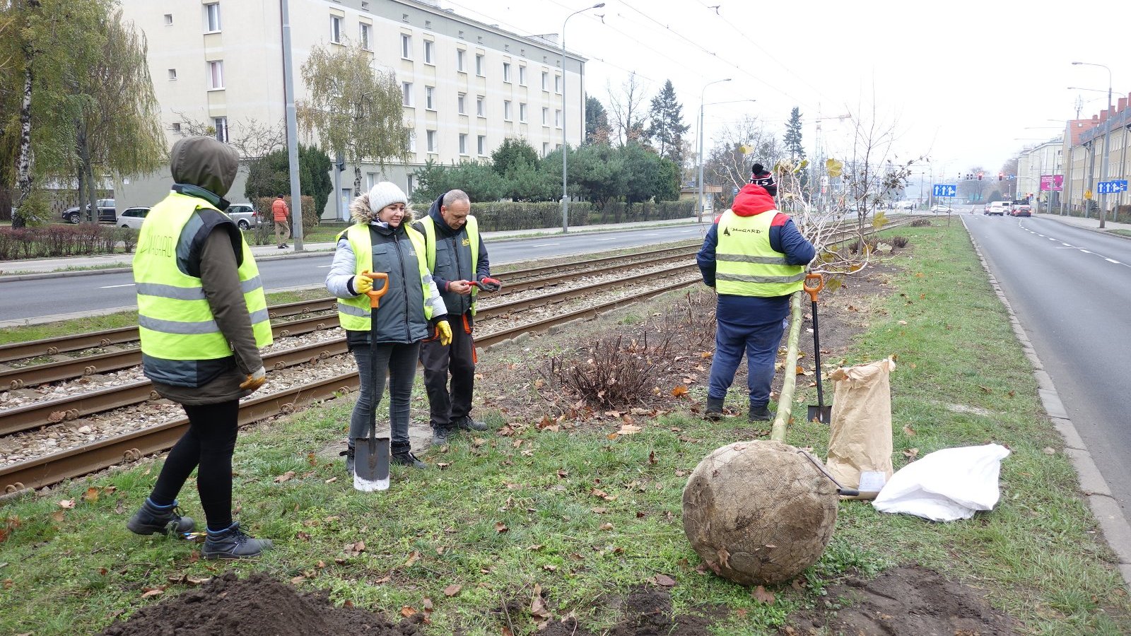 Sadzenie drzew przy ul. Przybyszewskiego