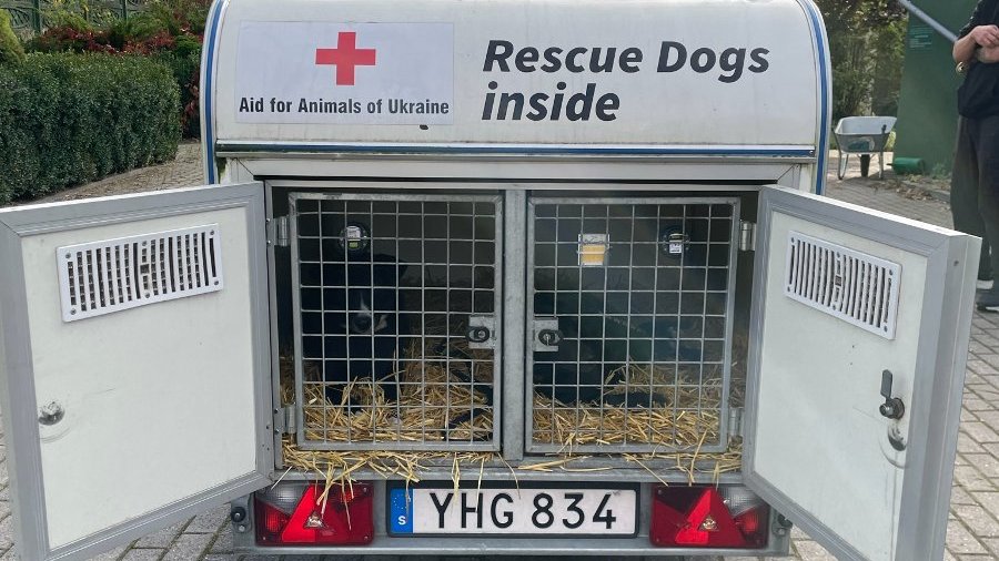 Na zdjęciu samochód z psami w środku, z napisem: rescue dogs inside