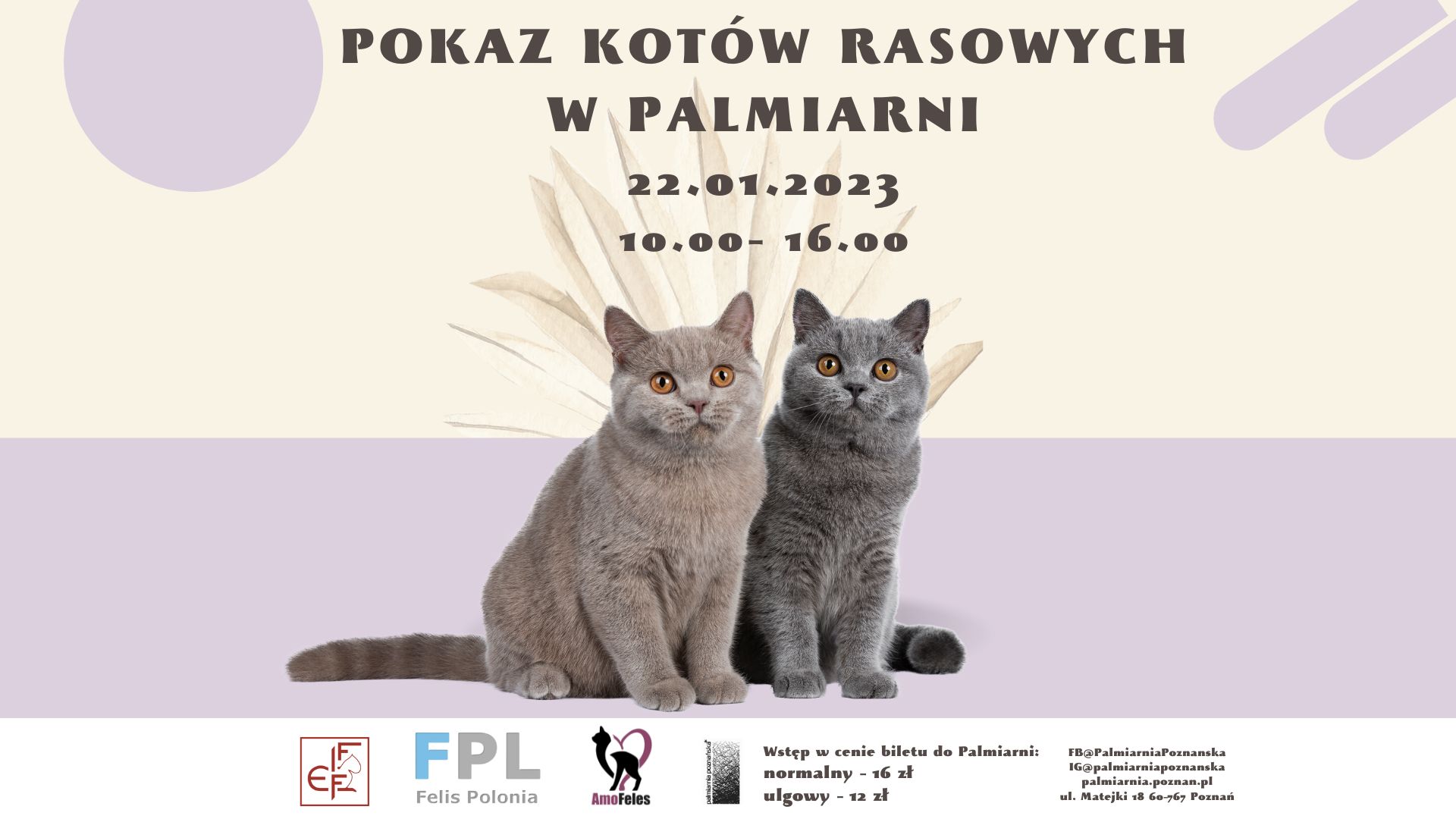 Plakat z kotami i informacjami o wydarzeniu - grafika rozmowy