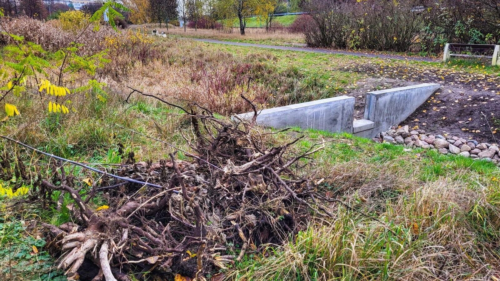 Na zdjęciu instalacja, która służy traszkom, na pierwszym planie stary korzeń drzewa