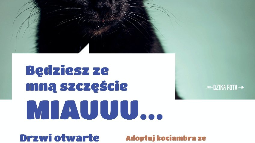 Plakat z kotem oraz informacjami o dniu otwartym w schronisku