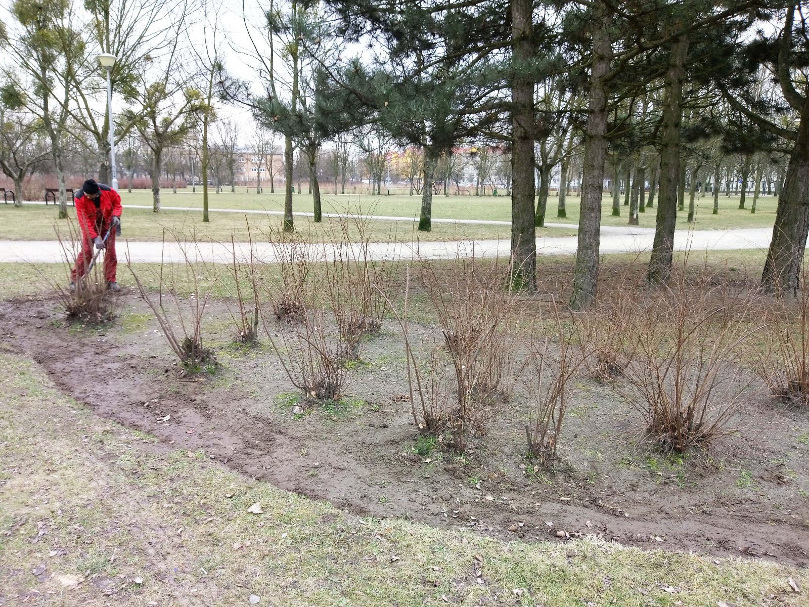 Galeria zdjęć przedstawia przycinęte krzewy w poznańskich parkach - grafika rozmowy