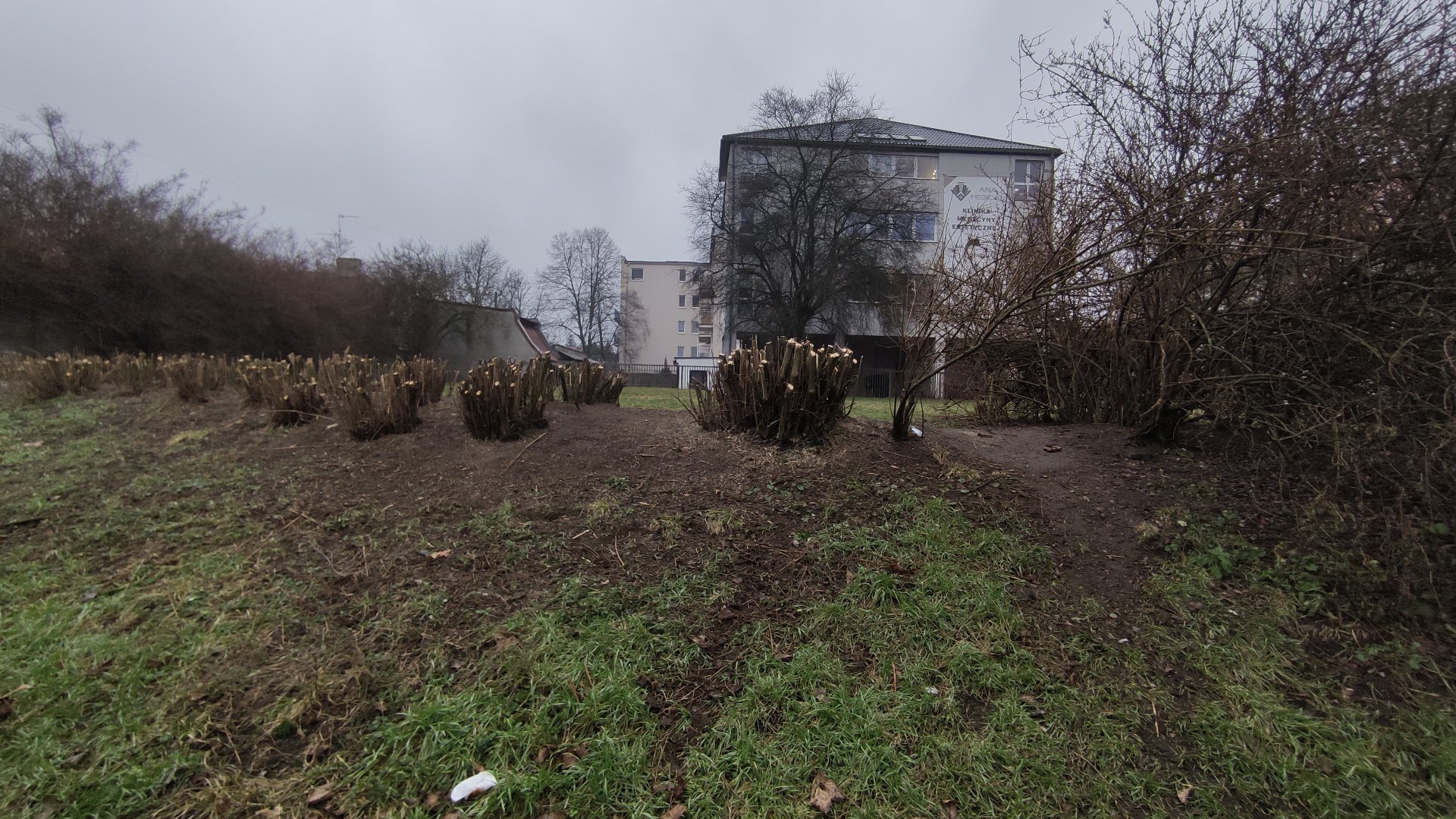 Galeria zdjęć przedstawia przycinęte krzewy w poznańskich parkach