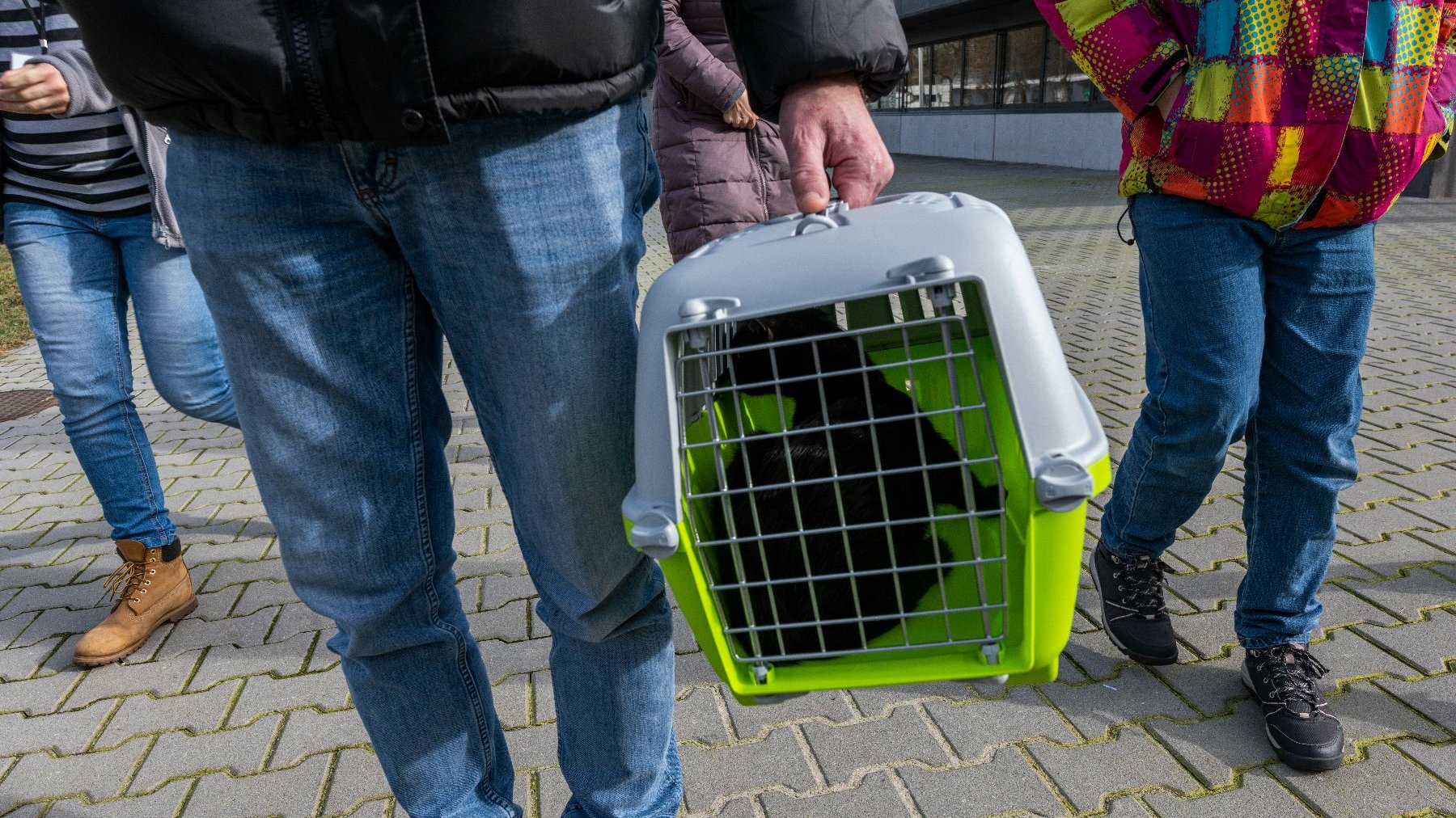 Na zdjęciu osoba niosąca zielony transporter z czarnym kotem w środku, w tle widać innych ludzi