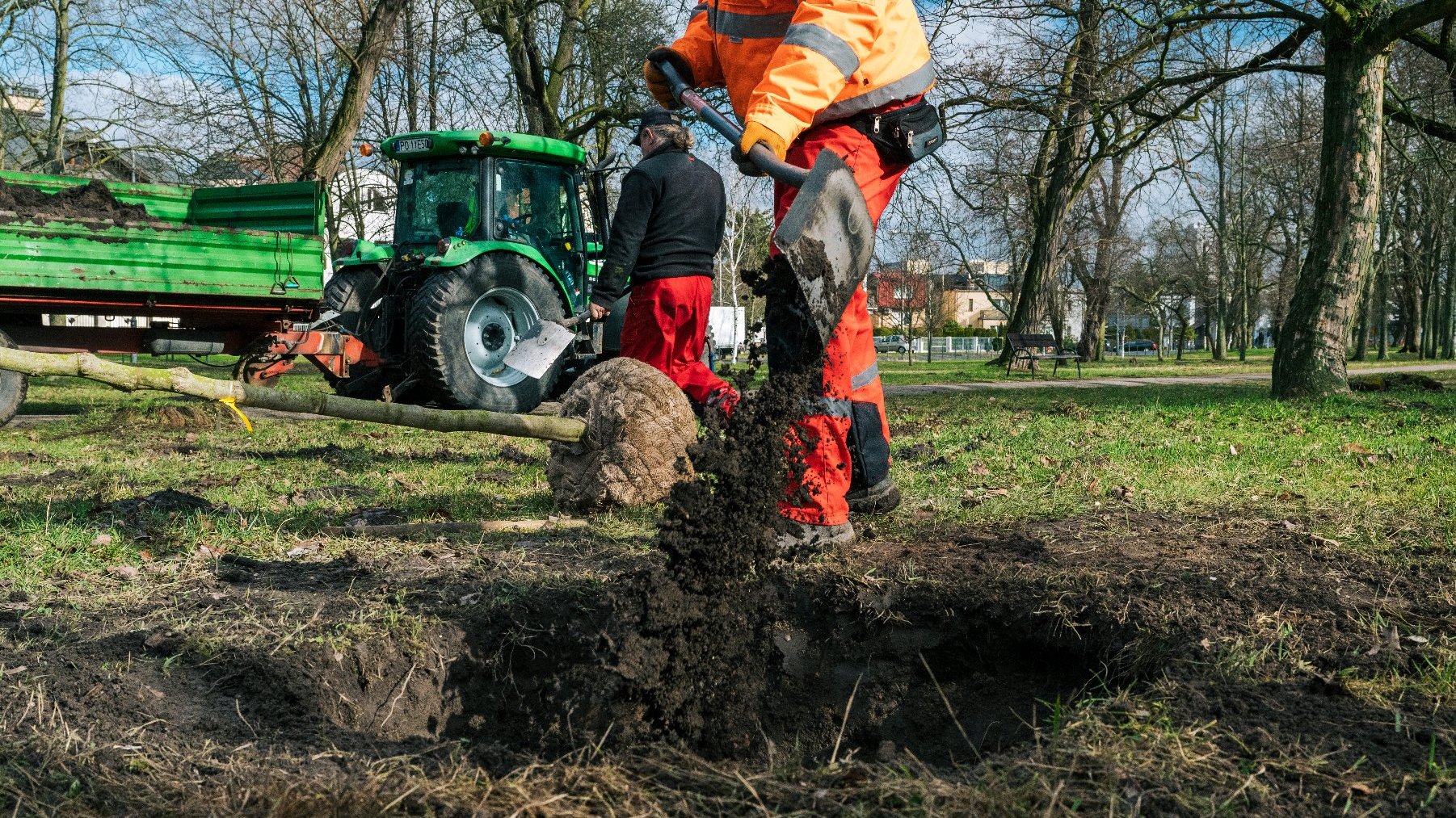 Galeria zdjęć z sadzenia drzew w poznańskim parku