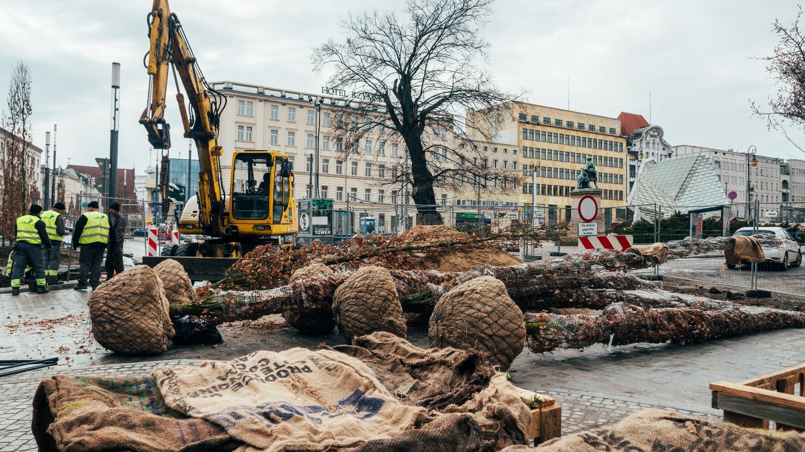 Drzewa przygotowane do zasadzenie przy Al..Marcinkowskiego