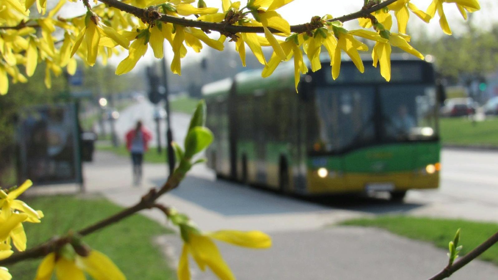 Na pierwszym planie drzewa, w tle autobus