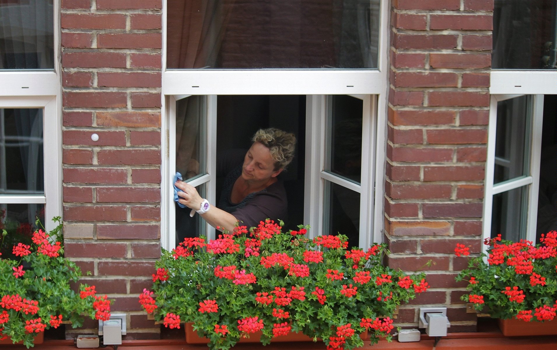 Na zdjęciu kobieta myjąca okno, przed nim kwitnące pelargonie - grafika rozmowy