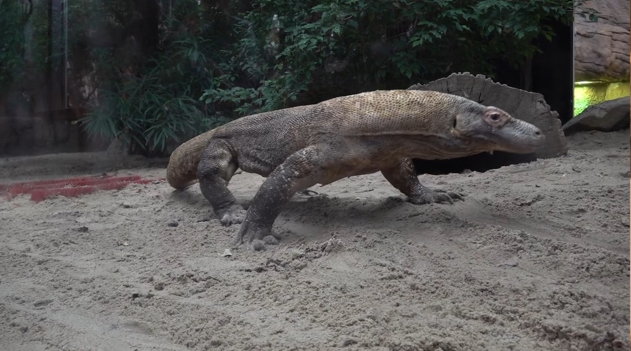 Do poznańskiego zoo przyjechał nowy lokator. Waży blisko 100 kg - grafika rozmowy