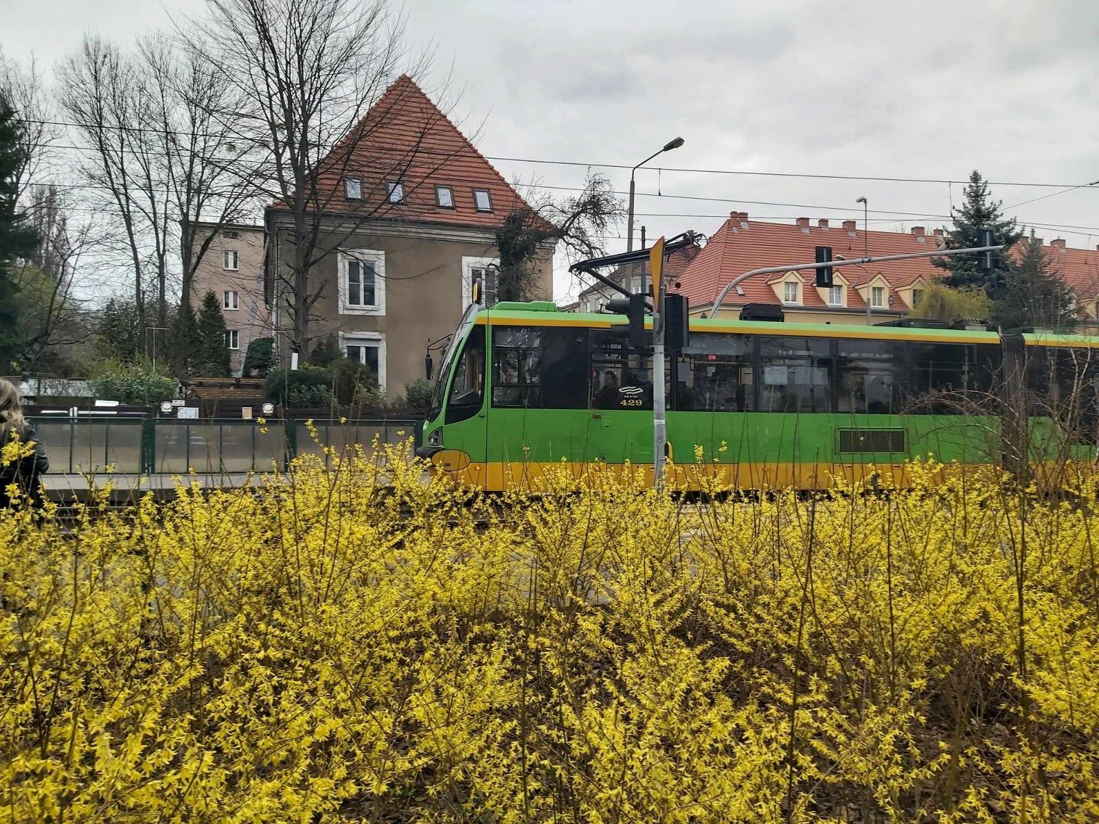 na pierwszym planie żółte krzewy. Na drugim zielony tramwaj. W tle wille na Sołaczu - grafika rozmowy