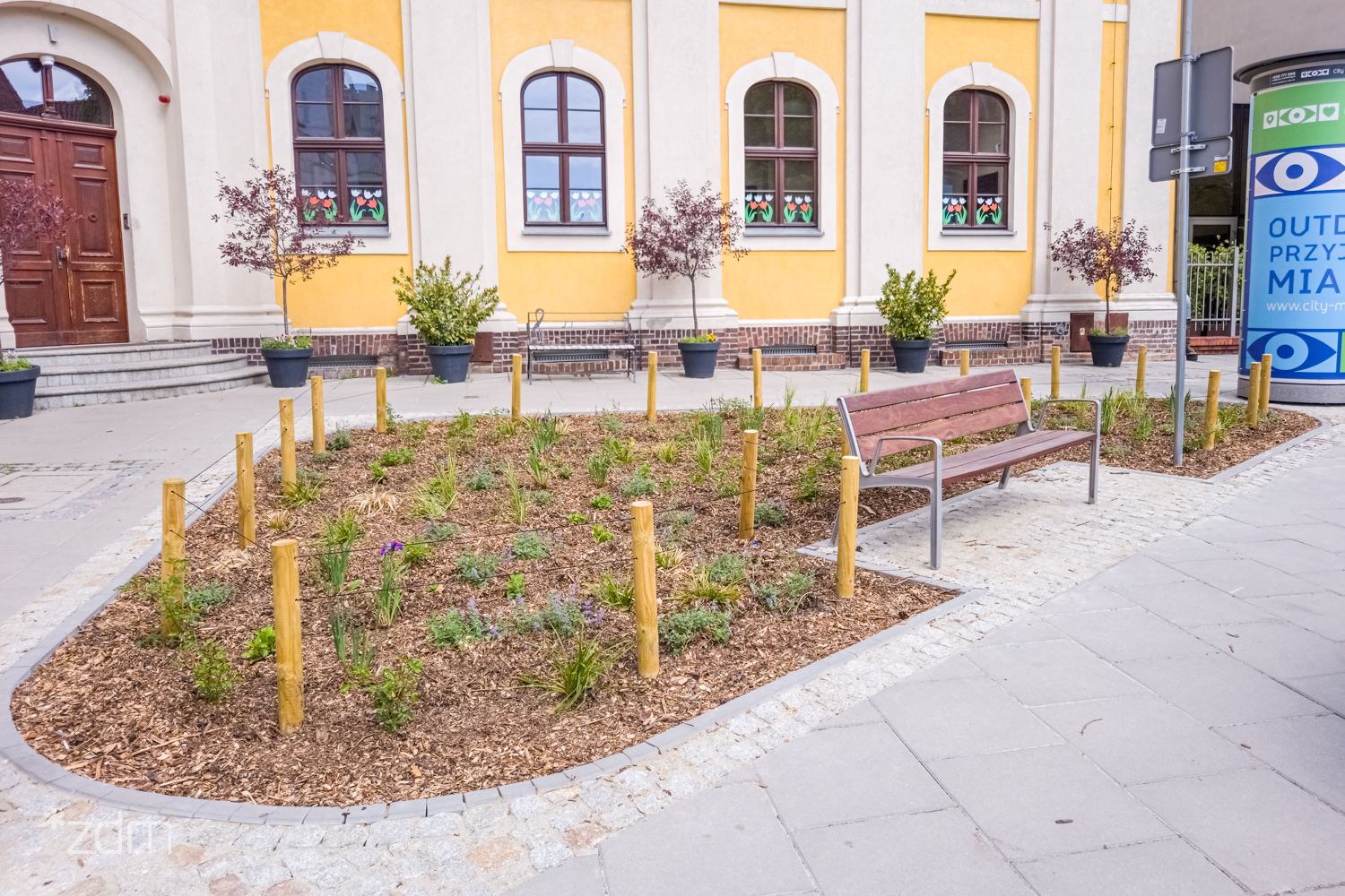 Galeria zdjęć nowych nasadzeń na Śródce - grafika rozmowy