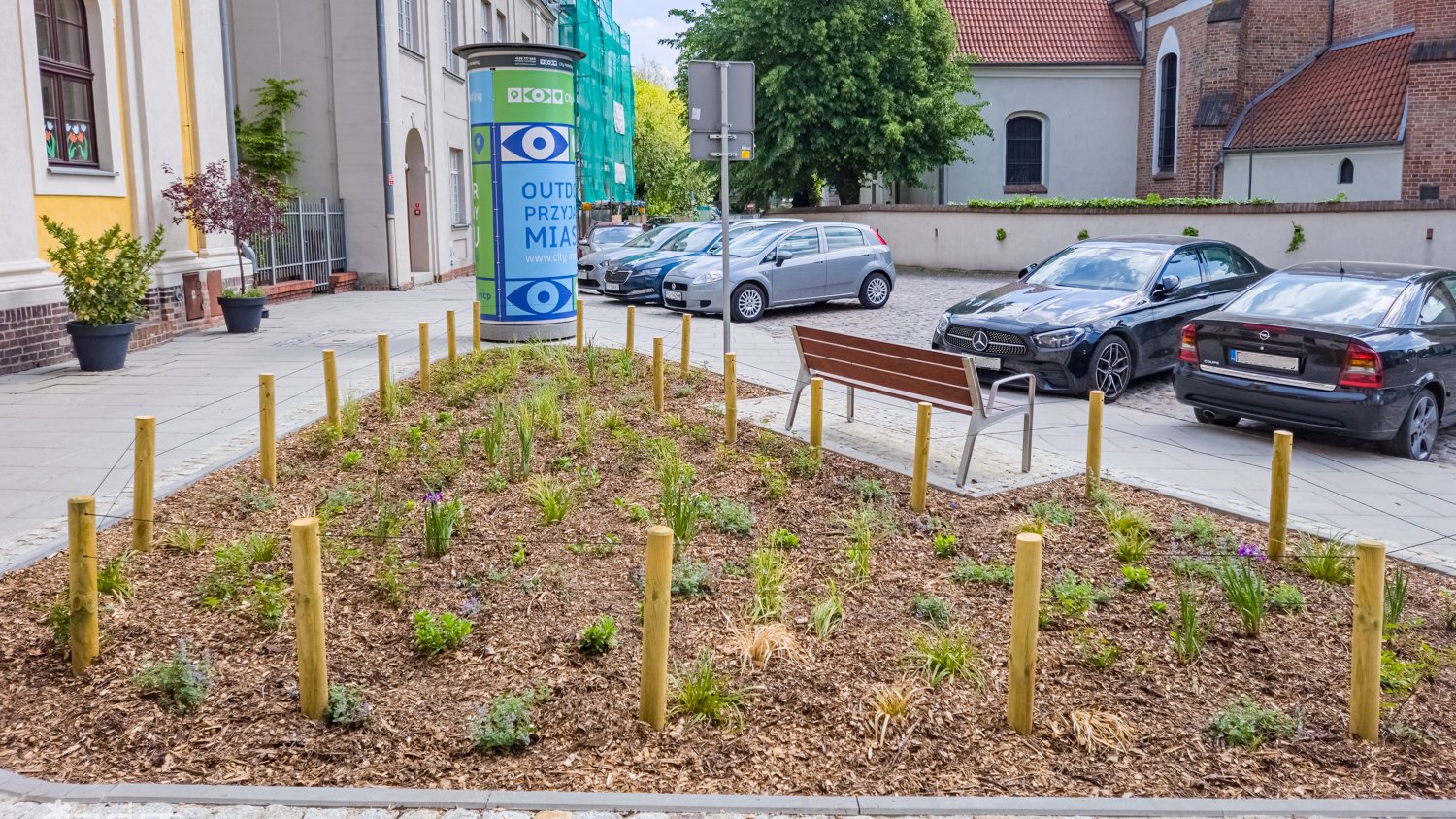 Galeria zdjęć nowych nasadzeń na Śródce