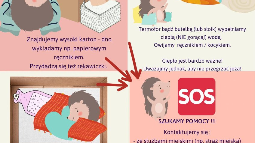 Plakat pokazujący w sposób obrazkowy, jak opiekować się potrzebującym jeżem.