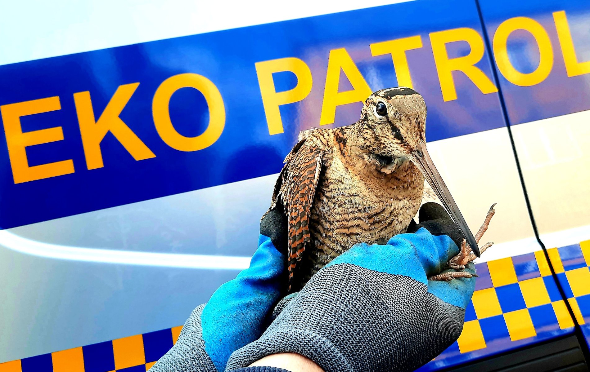 Zdjęcie przedstawia trzymanego na rękach ptaka. Z tyłu znajduje się samochód ekopatrolu. - grafika rozmowy